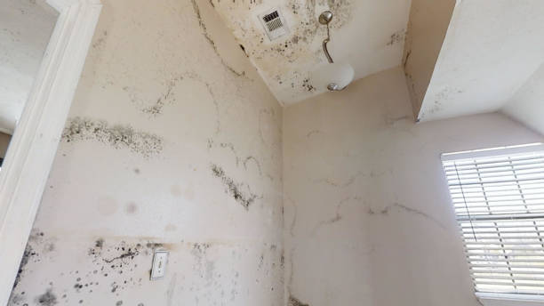 Mold Odor Removal Services in Hasson Heights, PA